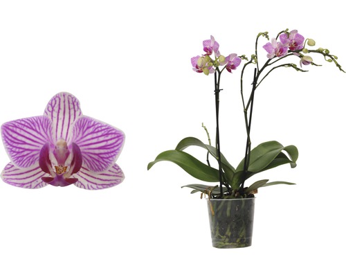 Motýlí orchidej FloraSelf Phalaenopsis-Cultivars Multiflower 30-40 cm v květináči Ø 9 cm růžová