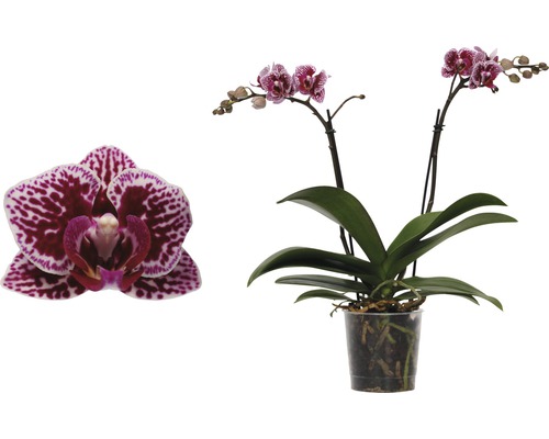 Motýlí orchidej FloraSelf Phalaenopsis-Cultivars Multiflower 30-40 cm květináč Ø 9 cm květináč