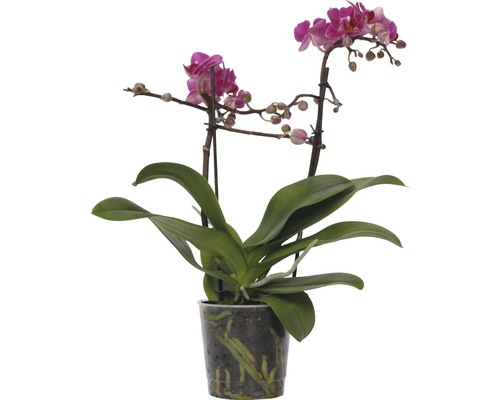 Motýlí orchidej FloraSelf Phalaenopsis-Cultivars Multiflower 30-40 cm květináč Ø 9 cm tmavě růžová