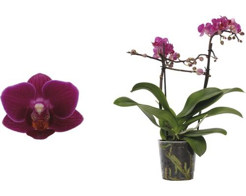 Orchidej Phalaenopsis s květem v květináči