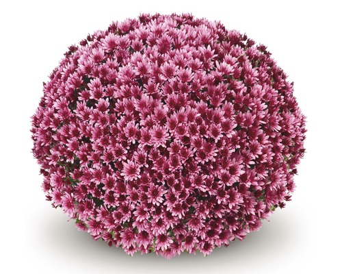 Chryzantéma Chrysanthemum indicum Aduro Violet květináč Ø 19 cm