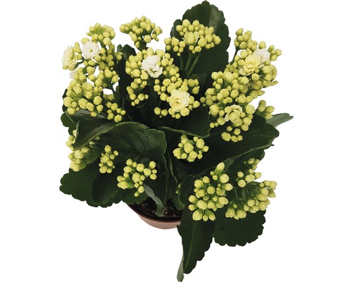 Kalanchoe rostlina s bílými květy v květináči