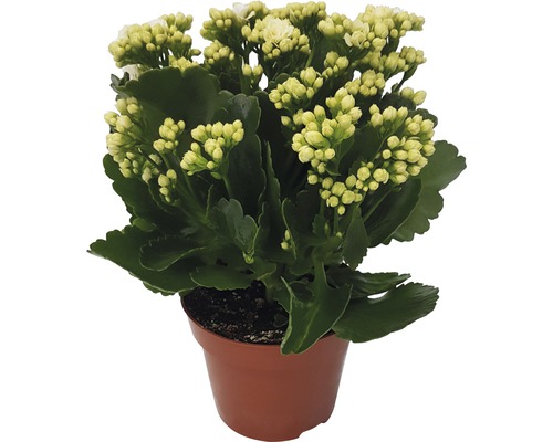 Kolopejka vděčná Kalanchoe blossfeldiana 'Calandiva' bílá 20-25 cm Ø 12 cm květináč