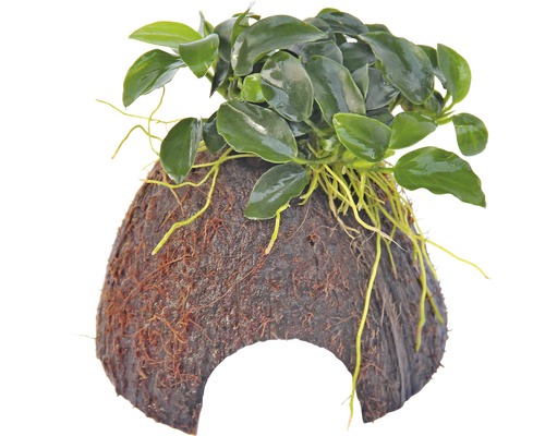 Vodní rostlina Nano jeskyně s Anubias Bonsai Akvarijní rostlina na kokosovém ořechu