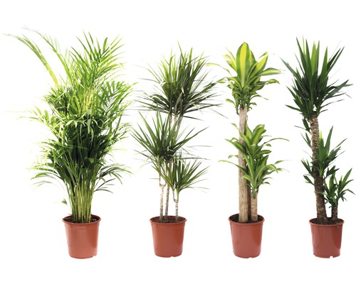 Různé pokojové rostliny v květináčích