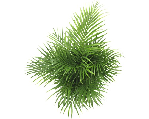 Pokojová rostlina s péřovitými listy