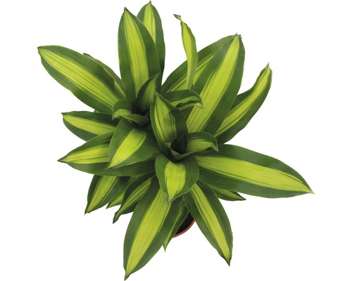 Dračinec pokojová rostlina s pruhovanými listy shora