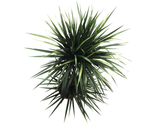 Pohled shora na pokojovou rostlinu s dlouhými špičatými listy