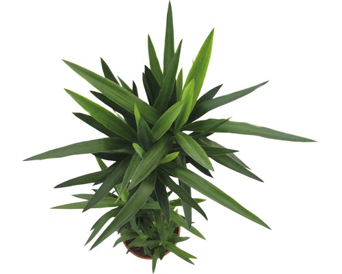 Pohled shora na pokojovou rostlinu s dlouhými, špičatými listy v květináči