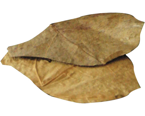 Dva listy mandlovníku mořského