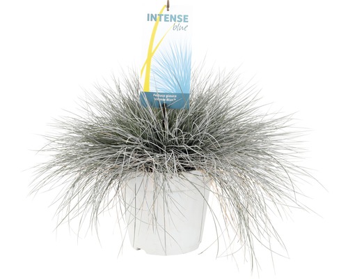 Kostřava sivá ''Intense Blue'' v květináči