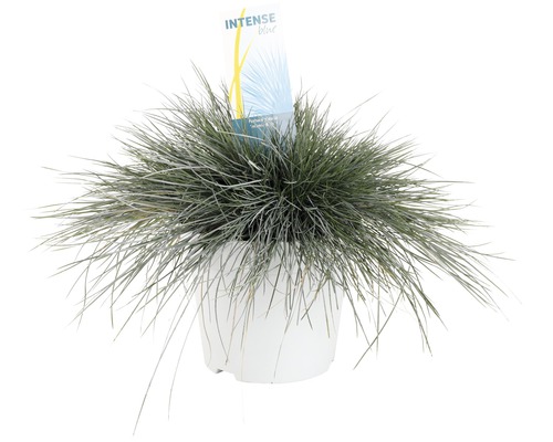 Kostřava popelavá FloraSelf Festuca glauca 'Intense Blue' 15-30 cm květináč 5 l Kostřava sivá ''Intense Blue'' v květináči