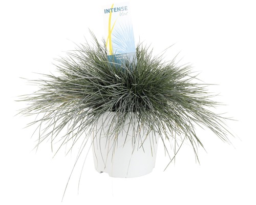 Kostřava popelavá FloraSelf Festuca glauca 'Intense Blue' 15-30 cm květináč 5 l