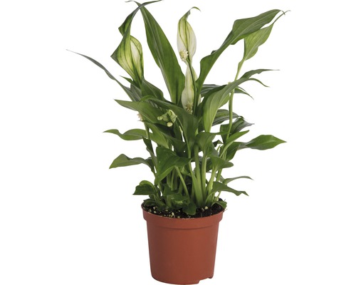 Toulcovka, lopatkovec FloraSelf Spathiphyllum wallisii 20-25 cm Ø 7 cm květináč Lopatkovec pokojová rostlina v květináči