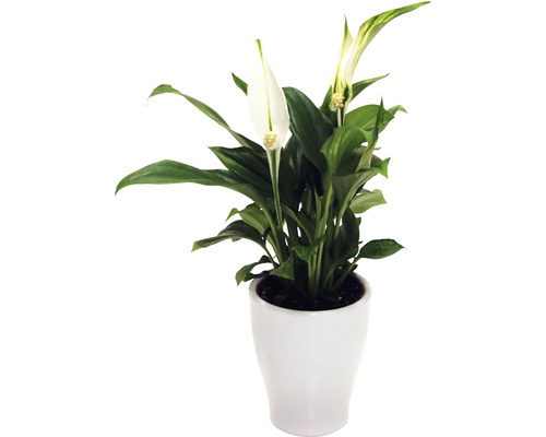 Lopatkovec v květináči