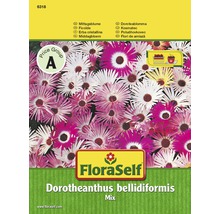 Balíček semen FloraSelf Dorotheanthus bellidiformis mix