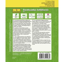 Balení semen květin Dorotheanthus bellidiformis