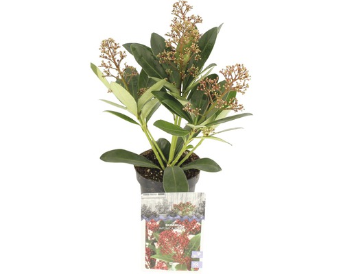 Skimie japonská FloraSelf Skimmia japonica 'Rubella' 6 až 9 okolíků výška 10-20 cm květináč 0,5 l