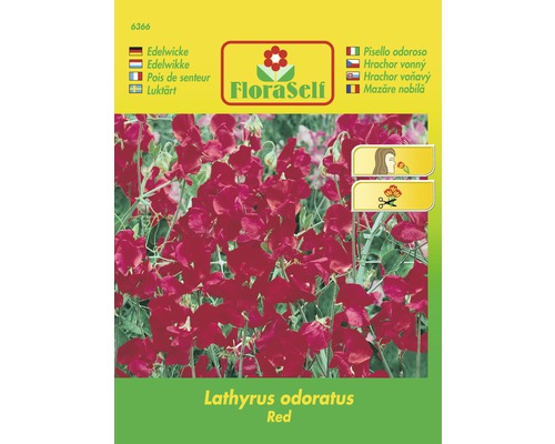 Hrachor vonný červený 'Lathyrus odoratus' FloraSelf