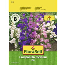 FloraSelf Campanula medium směs semen