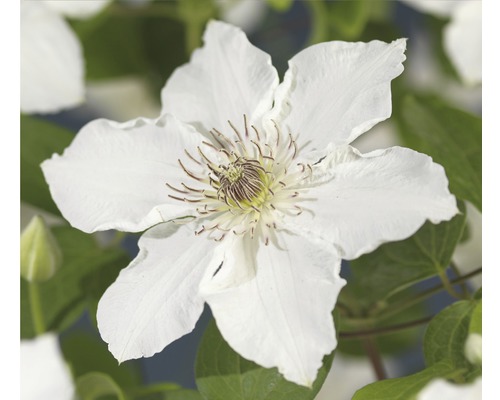 Plamének FloraSelf Clematis kultivar 'Destiny' výška cca 90 cm květináč 2,3 l Detail bílého plaménku v zahradě