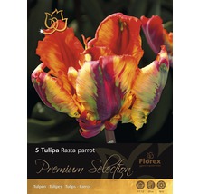 Tulipány Premium 'Rasta Parrot' 5 ks