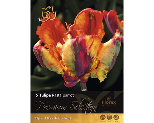 Tulipány Premium 'Rasta Parrot' 5 ks