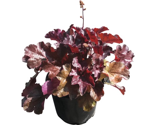 Dlužicha purpurová FloraSelf Heuchera micrantha 'Palace Purple' 20-40 cm květináč 3 l