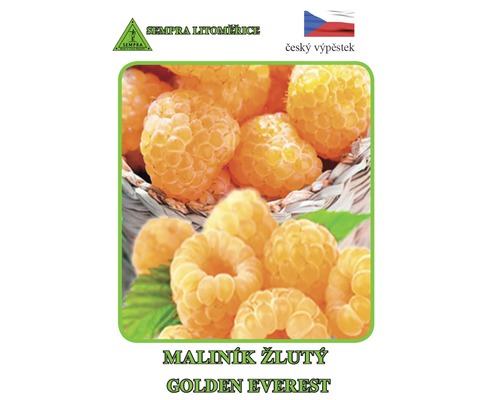 Balení zlatých žlutých semen malin odrůdy Golden Everest