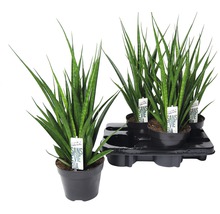 Tchýnin jazyk, tenura FloraSelf Sansevieria kirkii výška 45-55 cm květináč Ø 15 cm 1 ks