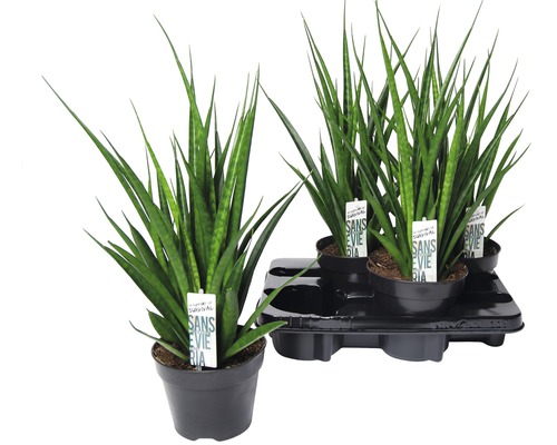 Rostliny Sansevieria v květináči na paletě