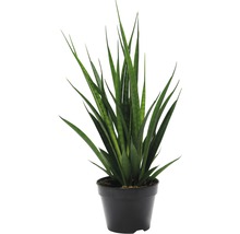 Tchýnin jazyk, tenura FloraSelf Sansevieria kirkii výška 45-55 cm květináč Ø 15 cm 1 ks