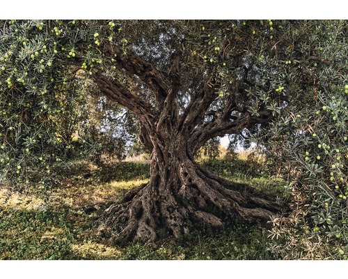Fototapeta papírová 8-531 VOL 15 Olive Tree 8-dílná 368x254 cm