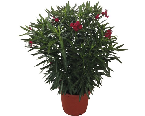 Oleandr červený FloraSelf Nerium oleander výška 100-120 cm květináč Ø 40 cm