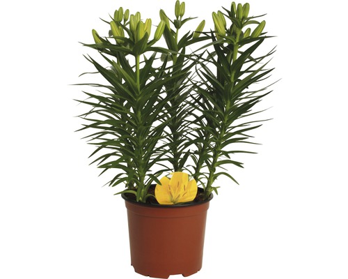 Lilie v květináči s poupaty a listy