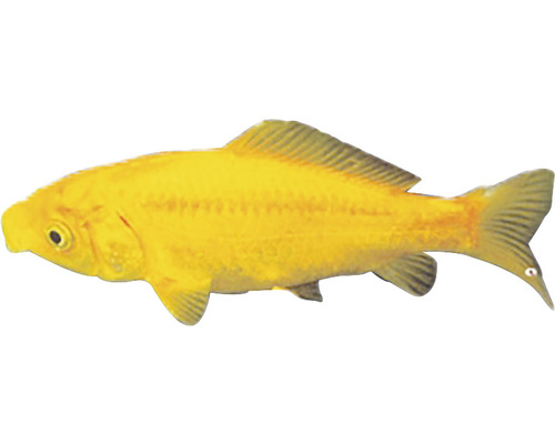 Karas žlutý Carassius auratus yellow 4 - 5 cm
