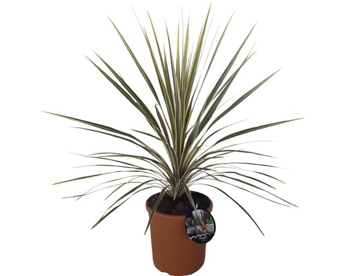 Dračinec v květináči s dlouhými, úzkými listy