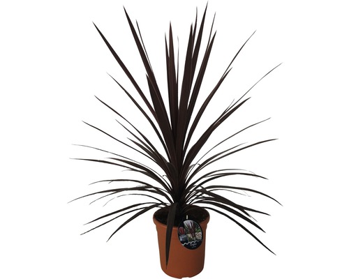 Dracéna v květináči pro interiér