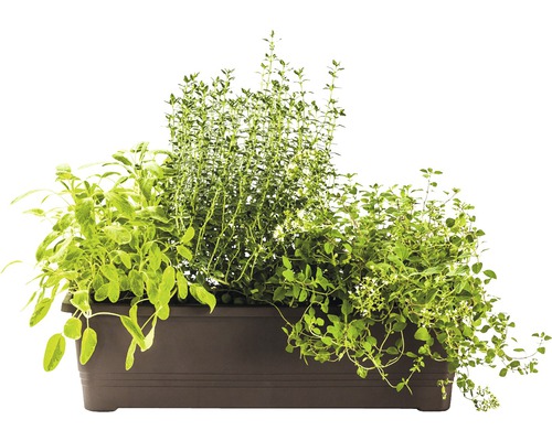 Bylinková zahrada se šalvějí, tymiánem a oreganem v obdélníkovém květináči