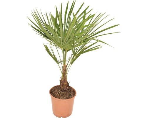 Palma konopná, žumara ztepilá FloraSelf Trachycarpus fortunei výška 50-60 cm květináč Ø 20 cm