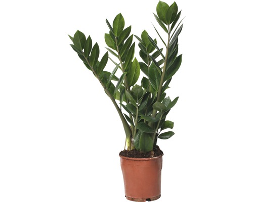 Kulkas zamiolistý FloraSelf Zamioculcas zamiifolia 45-55 cm Ø 13 cm květináč Zamioculcas pokojová rostlina v květináči