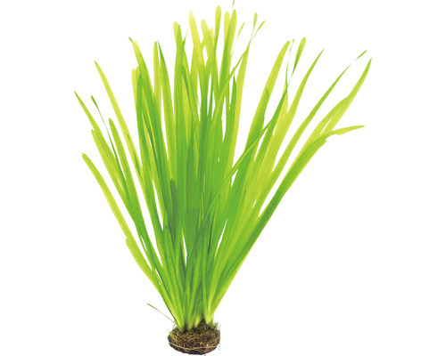 Vodní rostlina Vallisneria spiralis Akvarijní rostlina s dlouhými zelenými listy a kořenovým balem