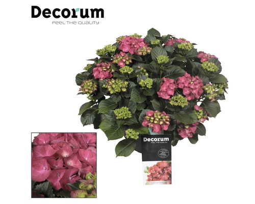 Hortenzie velkolistá FloraSelf Hydrangea macrophylla miska 30 cm min. 20 květů 1 ks, různé barvy Hortenzie velkolistá FloraSelf Hydrangea macrophylla miska 30 cm min. 20 květů 1 ks, různé barvy