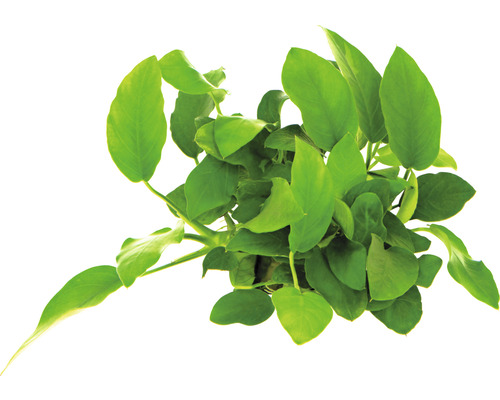 Anubias zakrslá Anubias barteri nana Pokojová rostlina Anubias barteri se zelenými listy