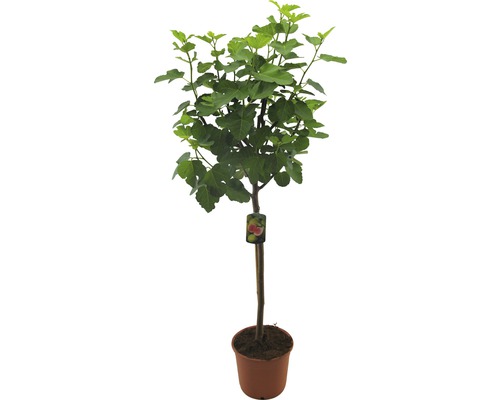 Fíkovník v květináči