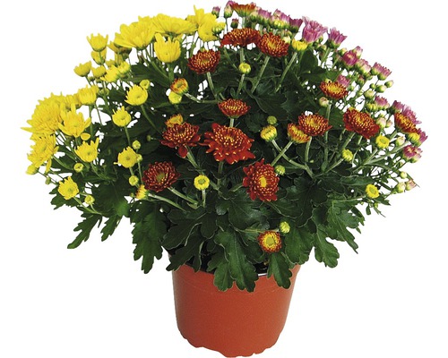 Chryzantéma v květináči s různými květy