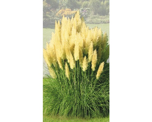 Kortaderie dvoudomá, pampová tráva FloraSelf Cortaderia selloana 'Evita' 15-80 cm květináč 3 l