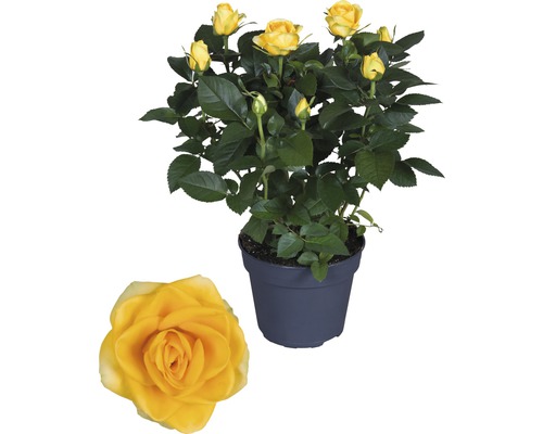 Žlutá růže v květináči