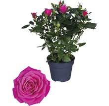 Pokojová růže FloraSelf Rosa hybrid 'Regina' V 30-40 cm Ø 13 cm květináč tmavě růžová-thumb-0