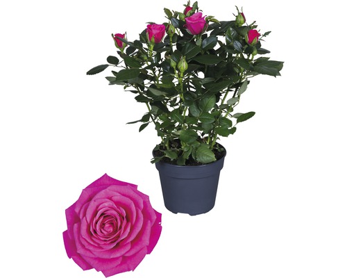 Pokojová růže FloraSelf Rosa hybrid 'Regina' V 30-40 cm Ø 13 cm květináč tmavě růžová